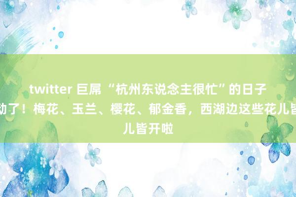 twitter 巨屌 “杭州东说念主很忙”的日子又开动了！梅花、玉兰、樱花、郁金香，西湖边这些花儿皆开啦